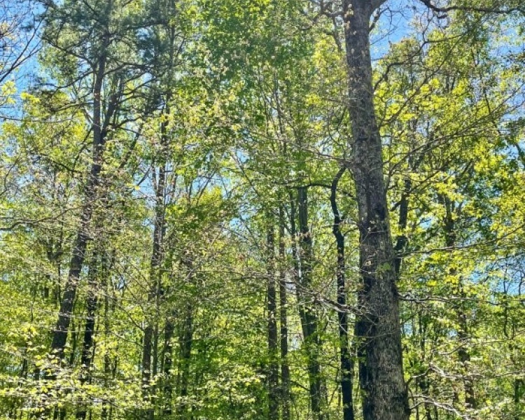 Hall County,estate,liquidation,Lula,wooded,acreage,creek,hardwoods,paved frontage,convenient