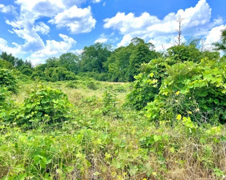 SumterCounty,Georgia,hunting,investment,wooded,frontage,affordable,paradise,hunting,deer,turkey