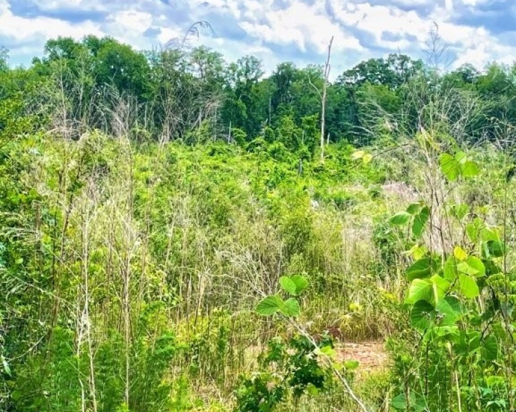SumterCounty,Georgia,hunting,investment,wooded,frontage,affordable,paradise,hunting,deer,turkey