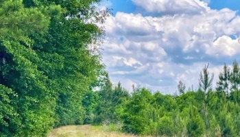 SumterCounty,Georgia,hunting,investment,wooded,frontage,affordable,paradise,hunting,deer,turkey