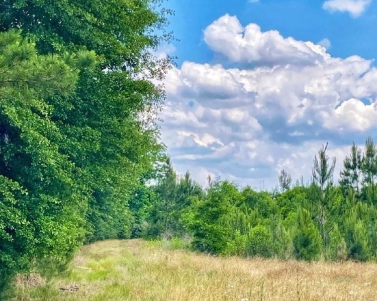 SumterCounty,Georgia,hunting,investment,wooded,frontage,affordable,paradise,hunting,deer,turkey