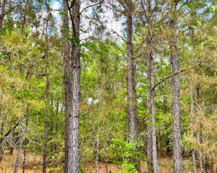SumterCounty,Georgia,hunting,investment,wooded,frontage,affordable,paradise,hunting,deer,turkey