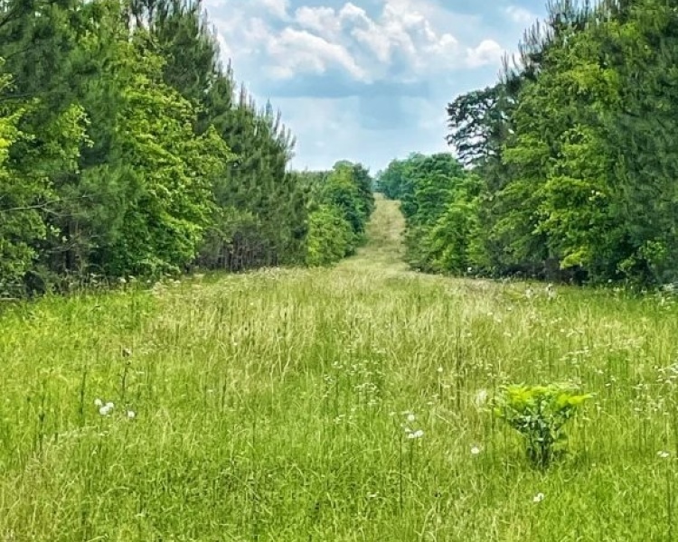 SumterCounty,Georgia,hunting,investment,wooded,frontage,affordable,paradise,hunting,deer,turkey