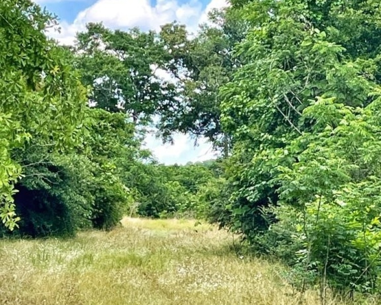 SumterCounty,Georgia,hunting,investment,wooded,frontage,affordable,paradise,hunting,deer,turkey