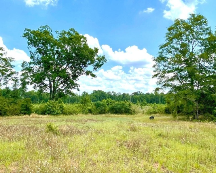 SumterCounty,Georgia,hunting,investment,wooded,frontage,affordable,paradise,hunting,deer,turkey