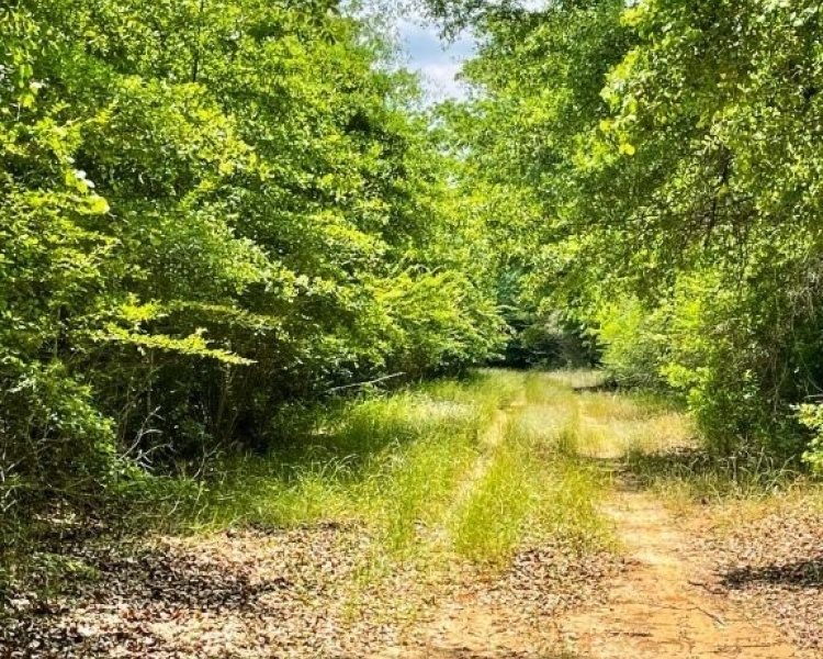 SumterCounty,Georgia,hunting,investment,wooded,frontage,affordable,paradise,hunting,deer,turkey