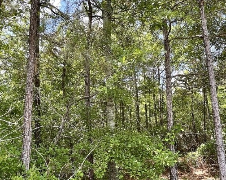 SumterCounty,Georgia,hunting,investment,wooded,frontage,affordable,paradise,hunting,deer,turkey