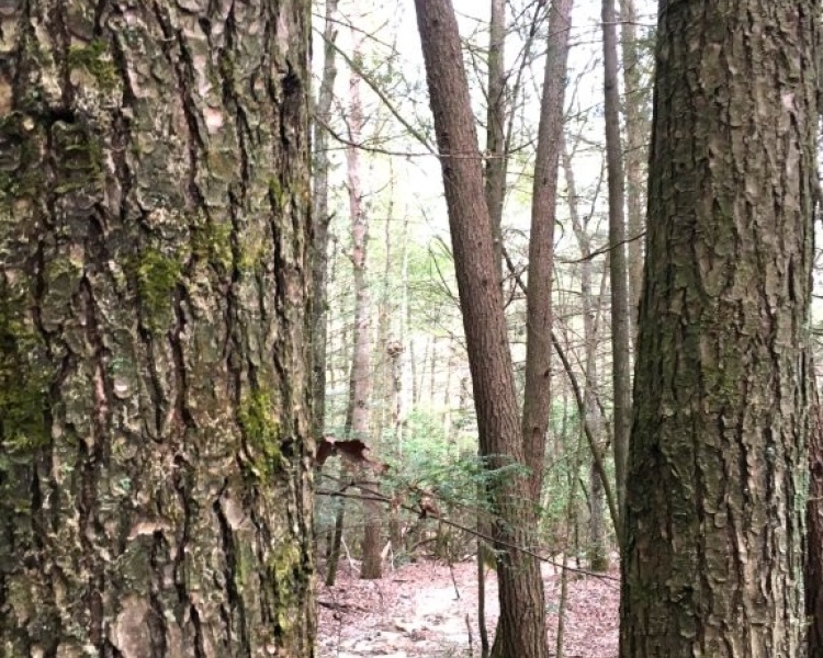 Sequatchie, Hamilton, Tennessee, creek, hunting, deer, turkey, ATV, hardwoods, conservation, easement, Chattanooga