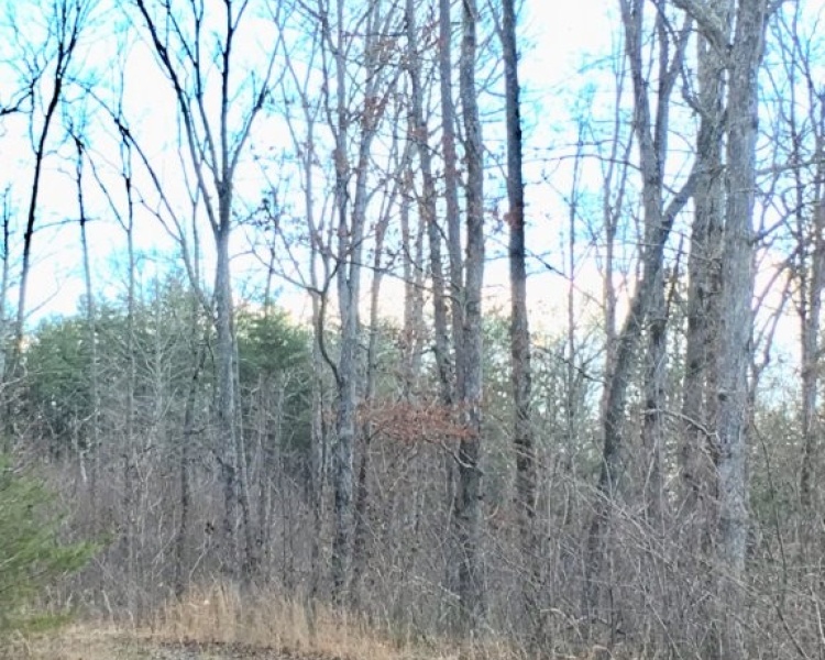 Sequatchie, Hamilton, Tennessee, creek, hunting, deer, turkey, ATV, hardwoods, conservation, easement, Chattanooga