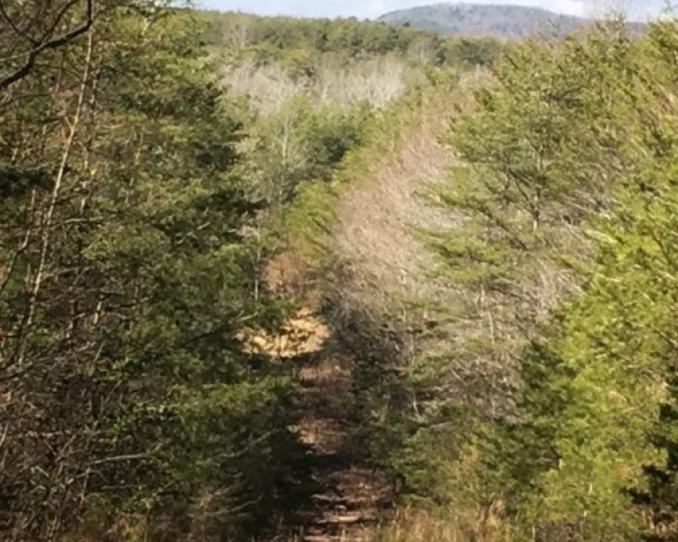 Sequatchie, Hamilton, Tennessee, creek, hunting, deer, turkey, ATV, hardwoods, conservation, easement, Chattanooga