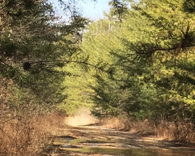 Sequatchie, Hamilton, Tennessee, creek, hunting, deer, turkey, ATV, hardwoods, conservation, easement, Chattanooga