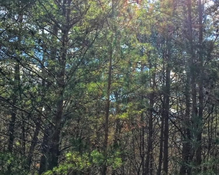Sequatchie, Hamilton, Tennessee, creek, hunting, deer, turkey, ATV, hardwoods, conservation, easement, Chattanooga