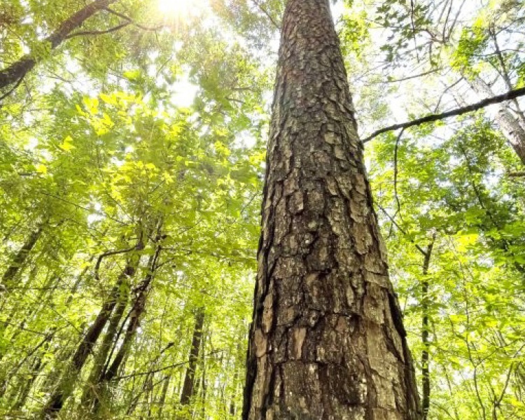 Taliaferro, estate, liquidation, timber, mature, pines, hardwoods, frontage, hunting, deer, turkey, convenient, rare