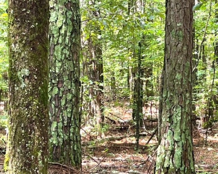 Taliaferro, estate, liquidation, timber, mature, pines, hardwoods, frontage, hunting, deer, turkey, convenient, rare