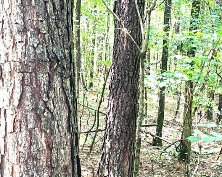 Taliaferro, estate, liquidation, timber, mature, pines, hardwoods, frontage, hunting, deer, turkey, convenient, rare