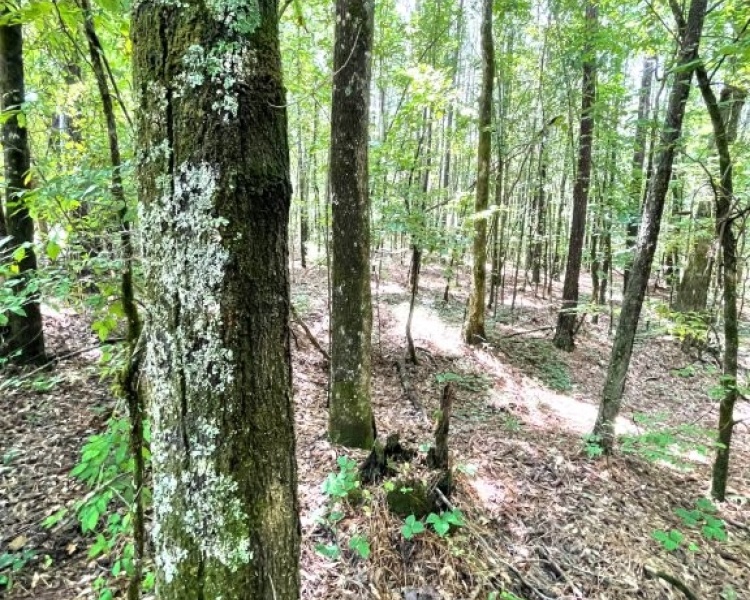 Taliaferro, estate, liquidation, timber, mature, pines, hardwoods, frontage, hunting, deer, turkey, convenient, rare