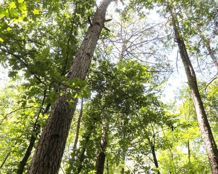 Taliaferro, estate, liquidation, timber, mature, pines, hardwoods, frontage, hunting, deer, turkey, convenient, rare