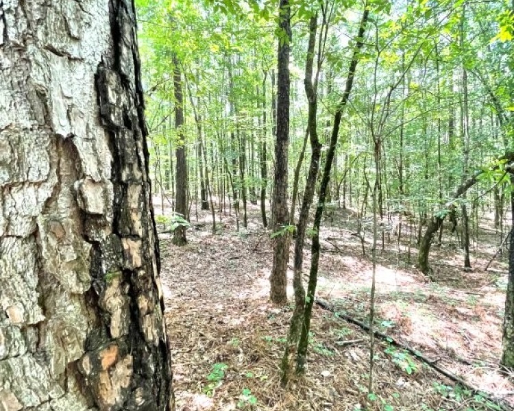 Taliaferro, estate, liquidation, timber, mature, pines, hardwoods, frontage, hunting, deer, turkey, convenient, rare