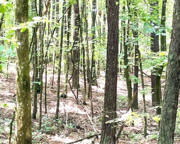 Taliaferro, estate, liquidation, timber, mature, pines, hardwoods, frontage, hunting, deer, turkey, convenient, rare