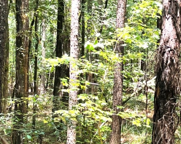 Taliaferro, estate, liquidation, timber, mature, pines, hardwoods, frontage, hunting, deer, turkey, convenient, rare