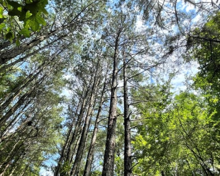 Taliaferro, estate, liquidation, beautiful, untouched, timberland, frontage, hunting, investment, deer, turkey, loaded, convenient, Georgia, Madison, Augusta, rare