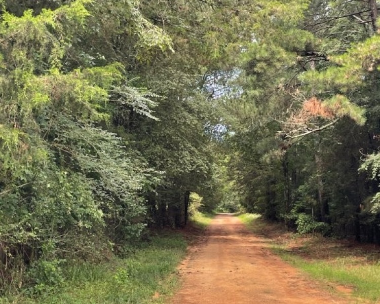 Taliaferro, estate, liquidation, beautiful, untouched, timberland, frontage, hunting, investment, deer, turkey, loaded, convenient, Georgia, Madison, Augusta, rare