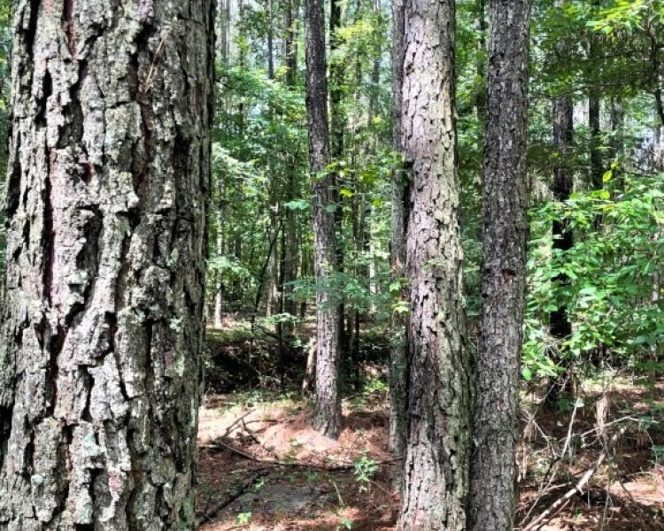 Taliaferro, estate, liquidation, beautiful, untouched, timberland, frontage, hunting, investment, deer, turkey, loaded, convenient, Georgia, Madison, Augusta, rare
