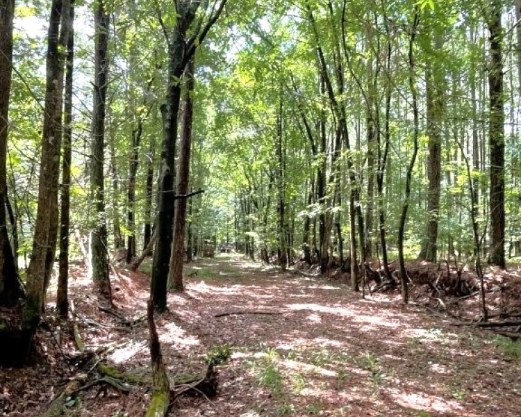 Taliaferro, estate, liquidation, beautiful, untouched, timberland, frontage, hunting, investment, deer, turkey, loaded, convenient, Georgia, Madison, Augusta, rare