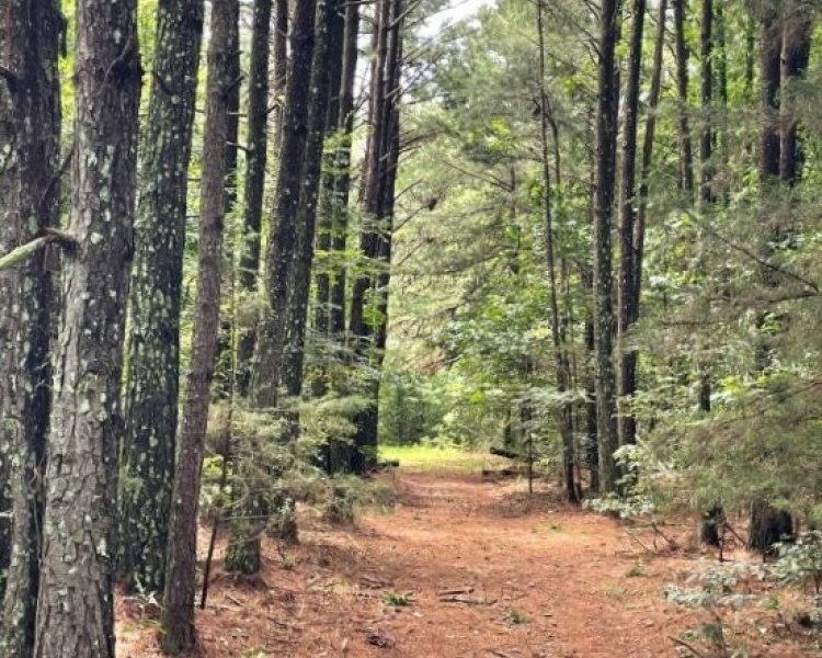 Taliaferro, estate, liquidation, beautiful, untouched, timberland, frontage, hunting, investment, deer, turkey, loaded, convenient, Georgia, Madison, Augusta, rare