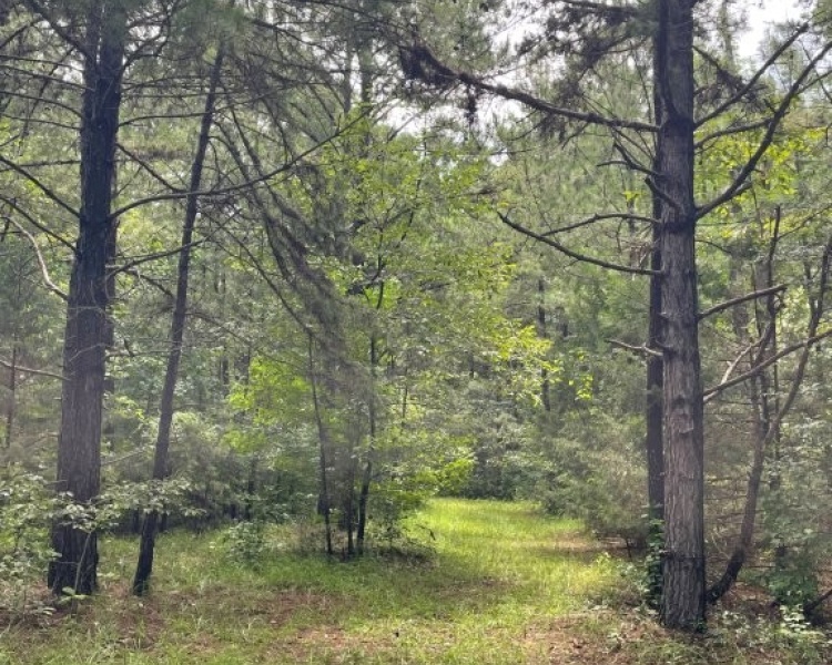 Taliaferro, estate, liquidation, beautiful, untouched, timberland, frontage, hunting, investment, deer, turkey, loaded, convenient, Georgia, Madison, Augusta, rare