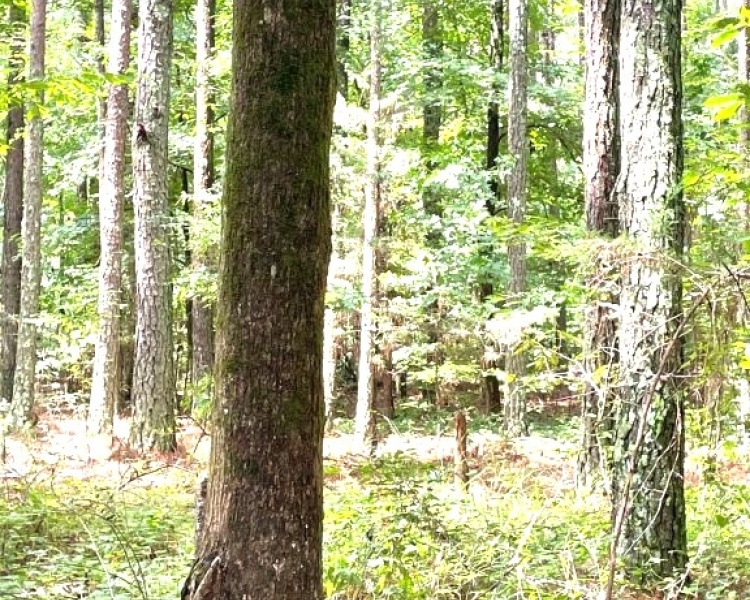 Taliaferro, estate, liquidation, beautiful, untouched, timberland, frontage, hunting, investment, deer, turkey, loaded, convenient, Georgia, Madison, Augusta, rare