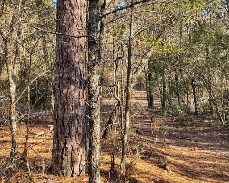 Emanuel,hunting,investment,wooded,power,paved,frontage,division,farms,river,bargain
