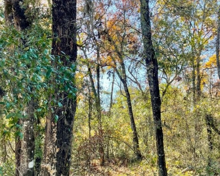 Emanuel,hunting,investment,wooded,power,paved,frontage,division,farms,river,bargain