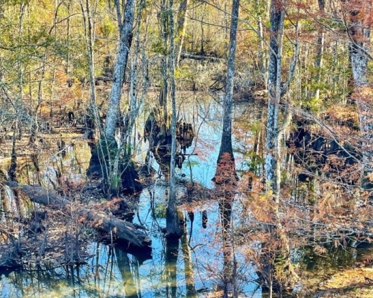Emanuel,hunting,investment,wooded,power,paved,frontage,division,farms,river,bargain