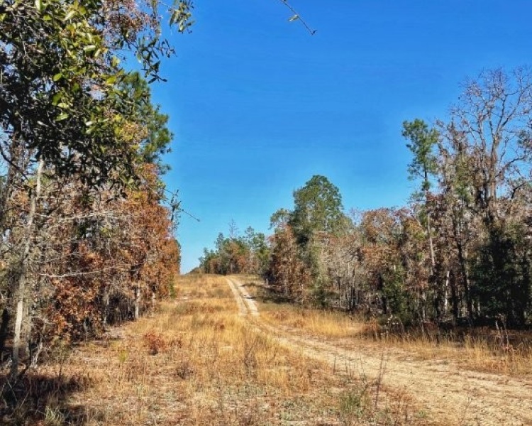 Emanuel,hunting,investment,wooded,power,paved,frontage,division,farms,river,bargain