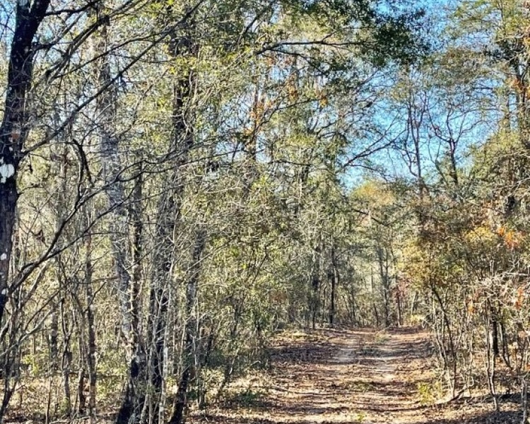 Emanuel,hunting,investment,wooded,power,paved,frontage,division,farms,river,bargain