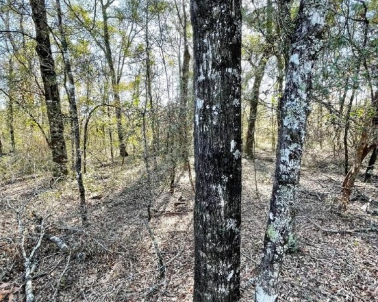 Emanuel,hunting,investment,wooded,power,paved,frontage,division,farms,river,bargain