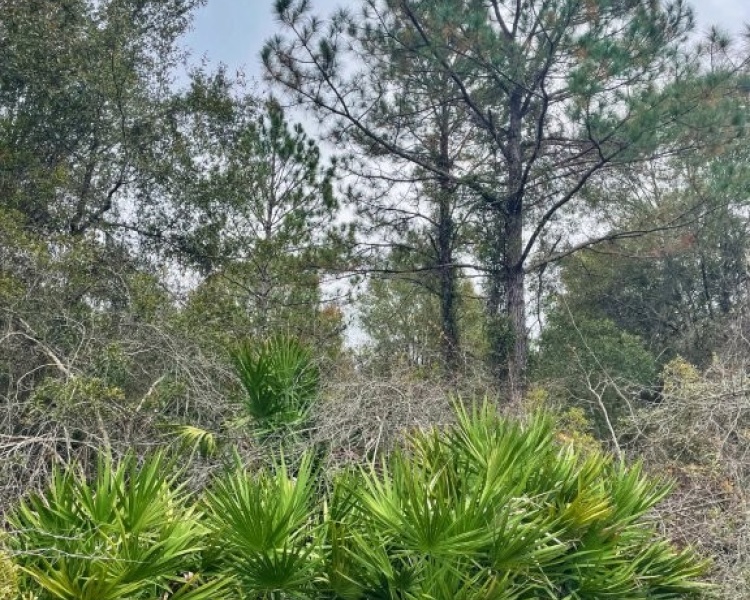 Taylor, Perry, FL, Florida, hunting, tract, private, wooded, deer, hogs, perfect, affordable, acreage, retreat