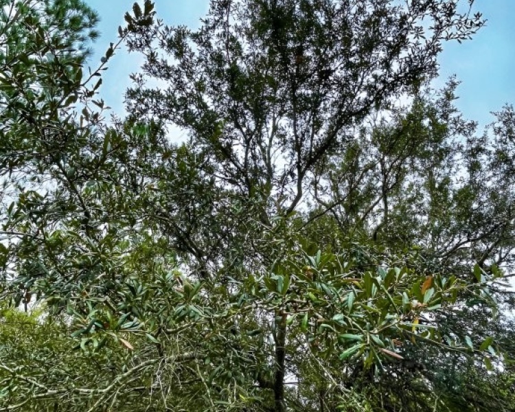 Taylor, Perry, FL, Florida, hunting, tract, private, wooded, deer, hogs, perfect, affordable, acreage, retreat