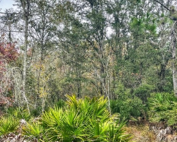 Taylor, Perry, FL, Florida, hunting, tract, private, wooded, deer, hogs, perfect, affordable, acreage, retreat