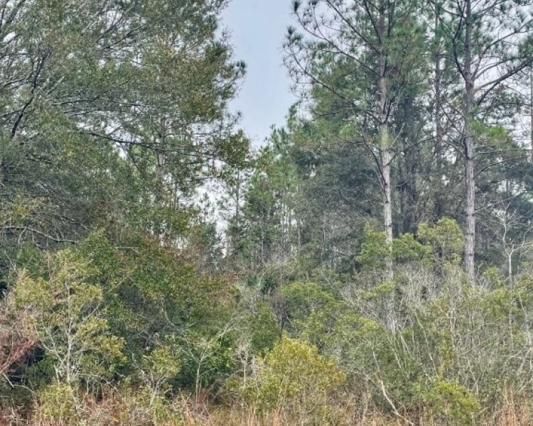 Taylor, Perry, FL, Florida, hunting, tract, private, wooded, deer, hogs, perfect, affordable, acreage, retreat
