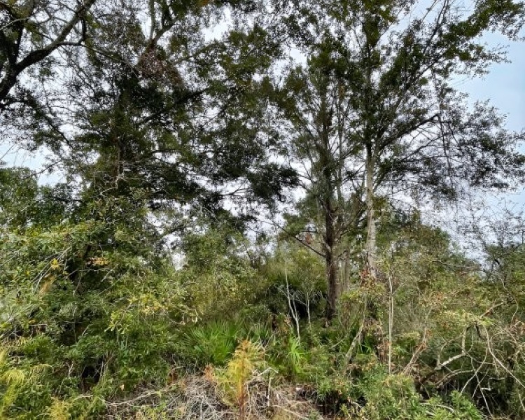 Taylor, Perry, FL, Florida, hunting, tract, private, wooded, deer, hogs, perfect, affordable, acreage, retreat
