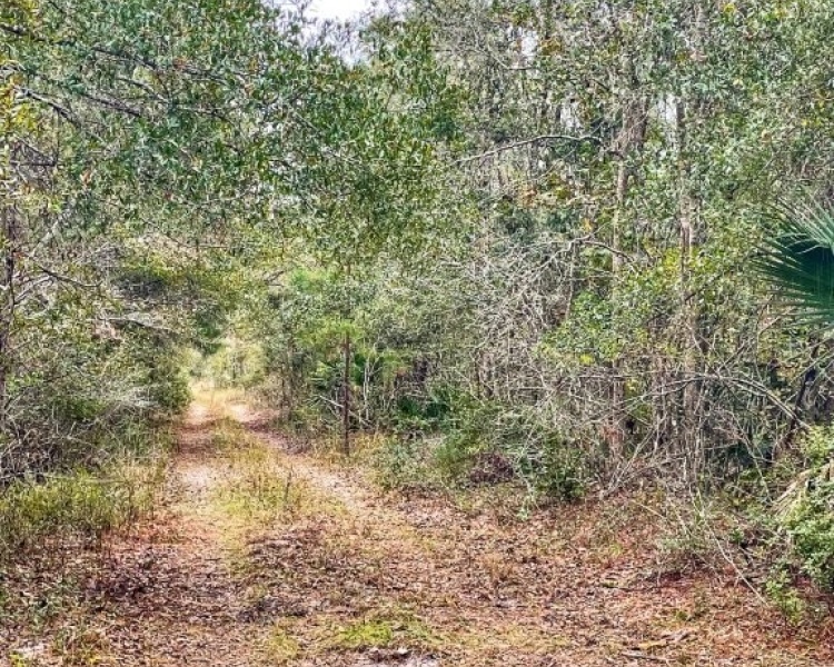 Taylor, Perry, FL, Florida, hunting, tract, private, wooded, deer, hogs, perfect, affordable, acreage, retreat
