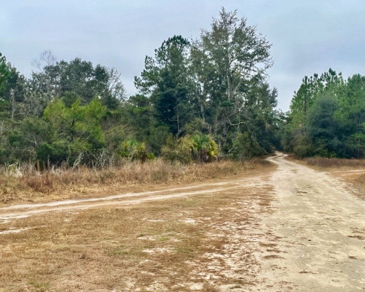 Taylor, Perry, FL, Florida, hunting, tract, private, wooded, deer, hogs, perfect, affordable, acreage, retreat