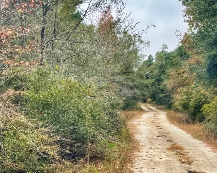 Taylor, Perry, FL, Florida, hunting, tract, private, wooded, deer, hogs, perfect, affordable, acreage, retreat