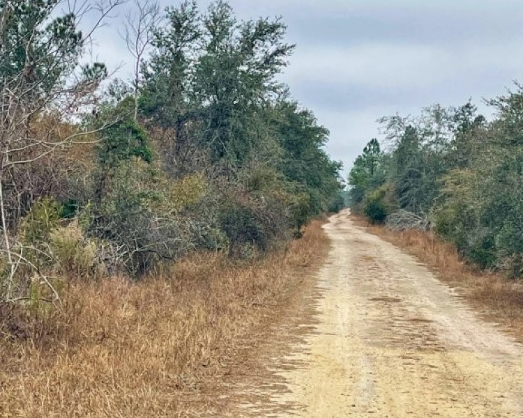 Taylor, Perry, FL, Florida, hunting, tract, private, wooded, deer, hogs, perfect, affordable, acreage, retreat