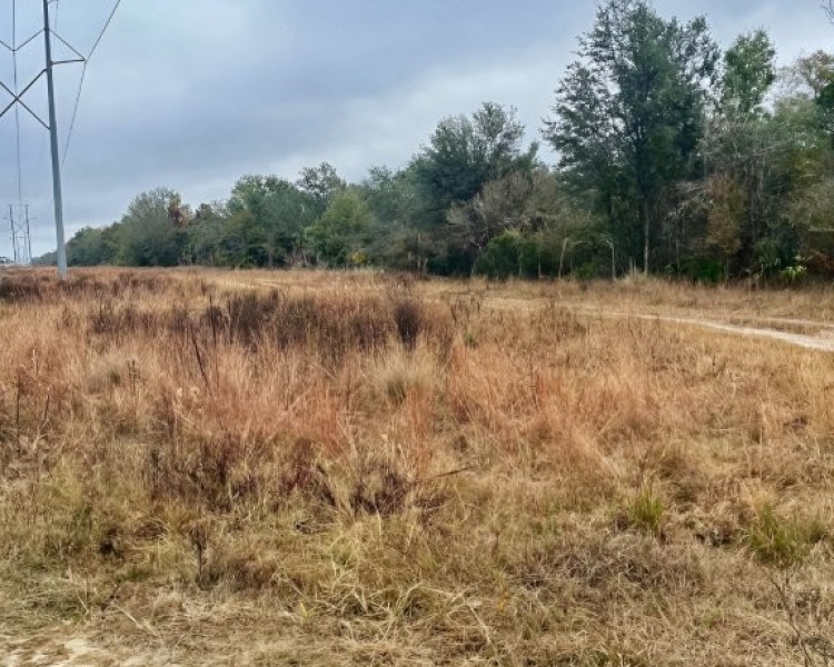 Taylor, Perry, FL, Florida, hunting, tract, private, wooded, deer, hogs, perfect, affordable, acreage, retreat