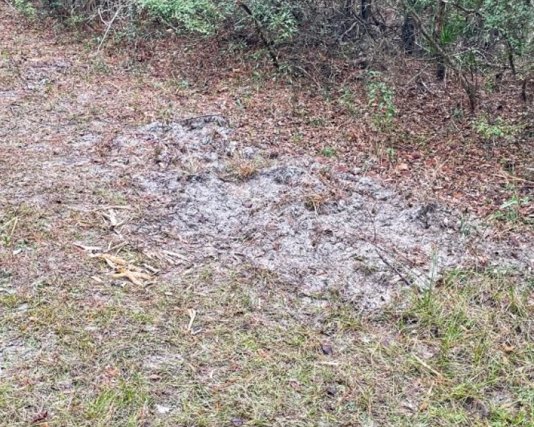 Taylor, Perry, FL, Florida, hunting, tract, private, wooded, deer, hogs, perfect, affordable, acreage, retreat