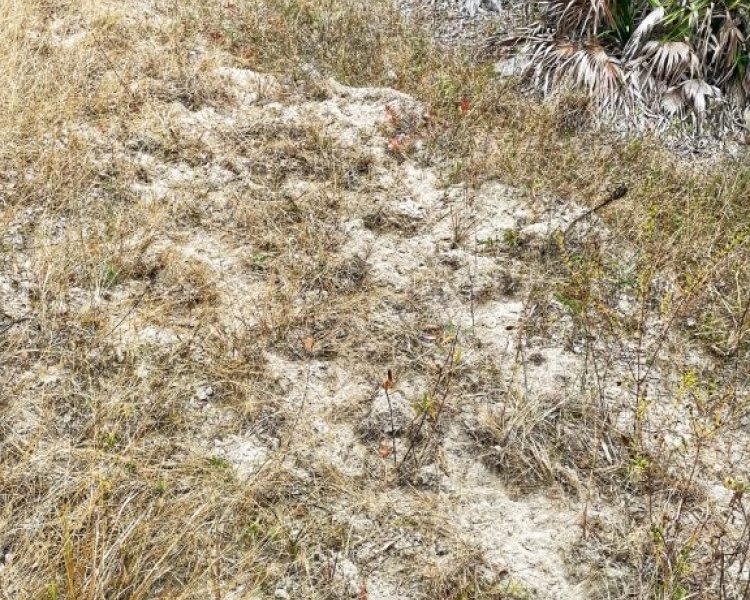 Taylor, Perry, FL, Florida, hunting, tract, private, wooded, deer, hogs, perfect, affordable, acreage, retreat