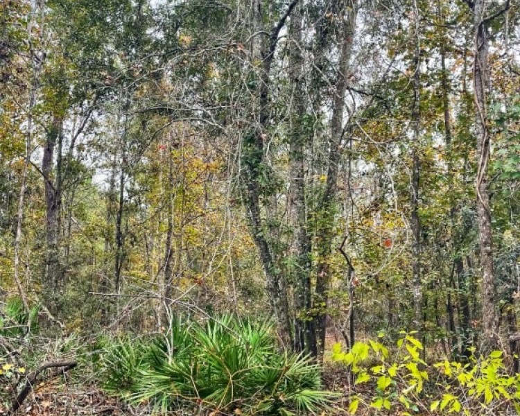 Taylor, Perry, FL, Florida, hunting, tract, private, wooded, deer, hogs, perfect, affordable, acreage, retreat